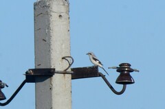 Lanius excubitor