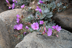 Epilobium rigidum