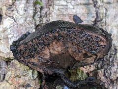 Camarops petersii