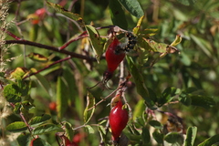 Acronicta auricoma