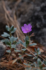Epilobium rigidum