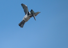 Chloroceryle amazona
