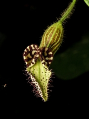 Aristolochia pilosa