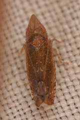 Scaphytopius