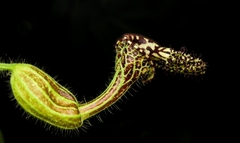 Aristolochia pilosa