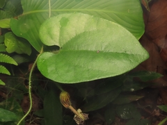 Aristolochia pilosa