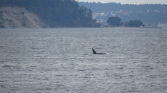 Orcinus orca