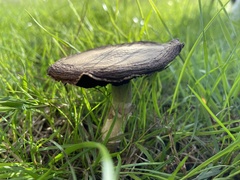 Agaricus bitorquis