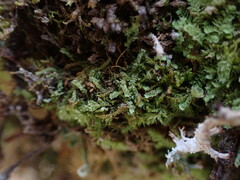 Douinia ovata