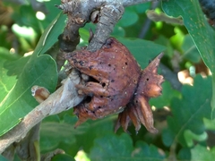 Andricus dentimitratus