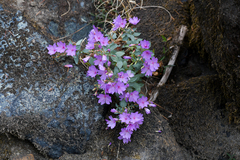 Epilobium rigidum