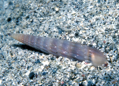 Punctoterebra nitida
