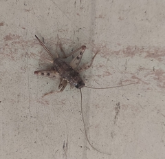 Gryllomorpha dalmatina