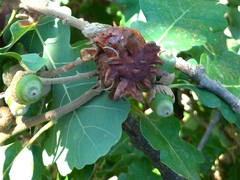 Andricus dentimitratus