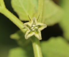 Physalis nicandroides