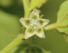 Physalis nicandroides