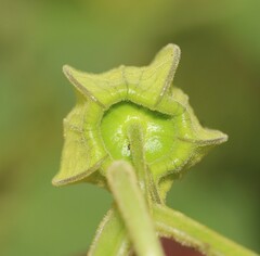 Physalis nicandroides