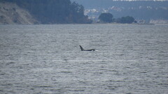 Orcinus orca