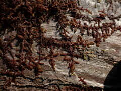 Frullania nisquallensis