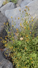 Heterotheca oregona