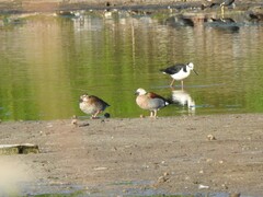 Callonetta leucophrys