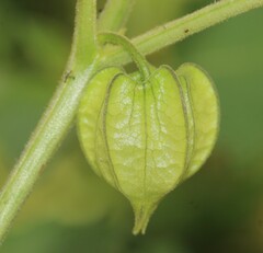 Physalis nicandroides