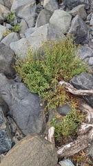 Heterotheca oregona