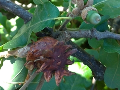 Andricus dentimitratus