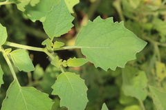 Physalis nicandroides