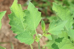 Physalis nicandroides