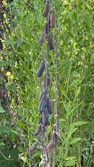 Baptisia alba