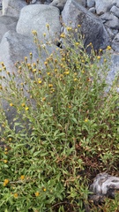 Heterotheca oregona