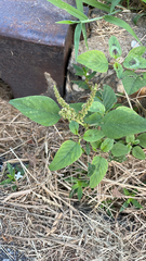 Amaranthus viridis