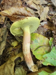 Hemileccinum rubropunctum