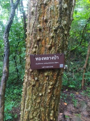 Erythrina subumbrans