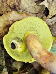 Hemileccinum rubropunctum