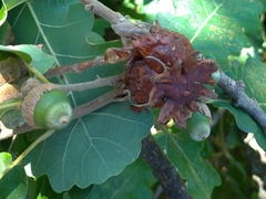 Andricus dentimitratus