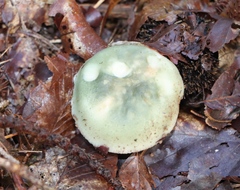 Russula virescens