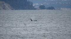 Orcinus orca
