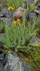 Rudbeckia glaucescens