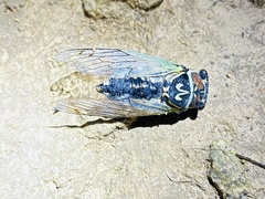 Auritibicen rotundus