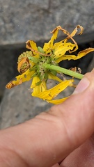 Rudbeckia glaucescens