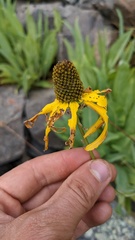 Rudbeckia glaucescens