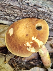 Hemileccinum rubropunctum