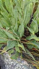 Rudbeckia glaucescens