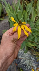 Rudbeckia glaucescens