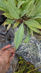 Rudbeckia glaucescens