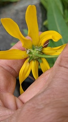 Rudbeckia glaucescens