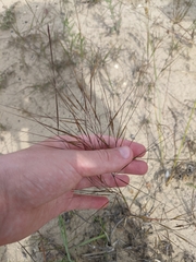 Aristida tuberculosa