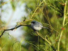 Polioptila dumicola